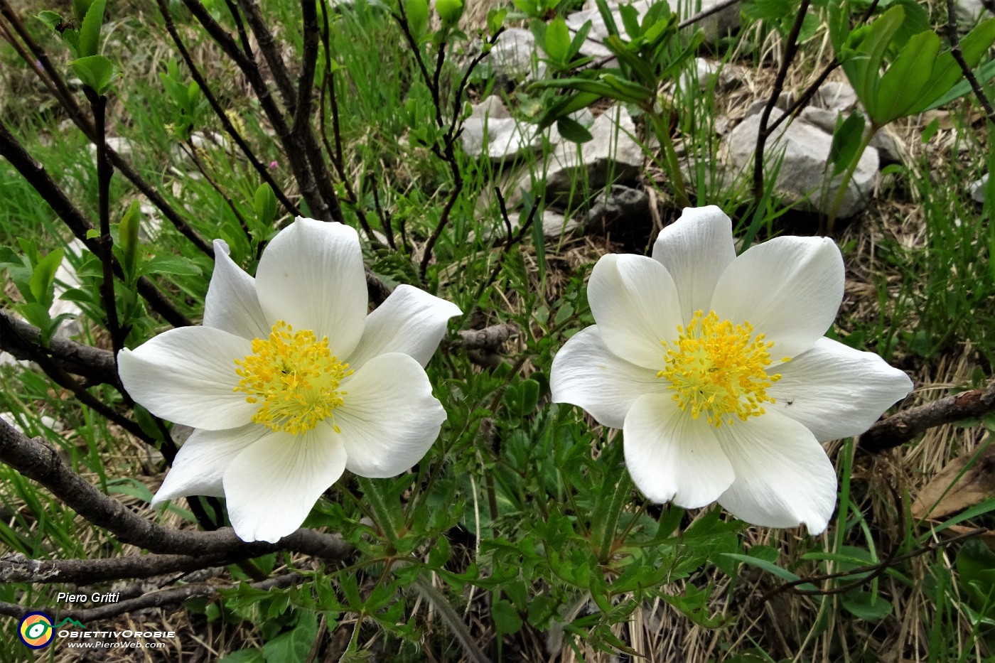 77  Pulsatilla alpina (pulsatilla alpina) .JPG